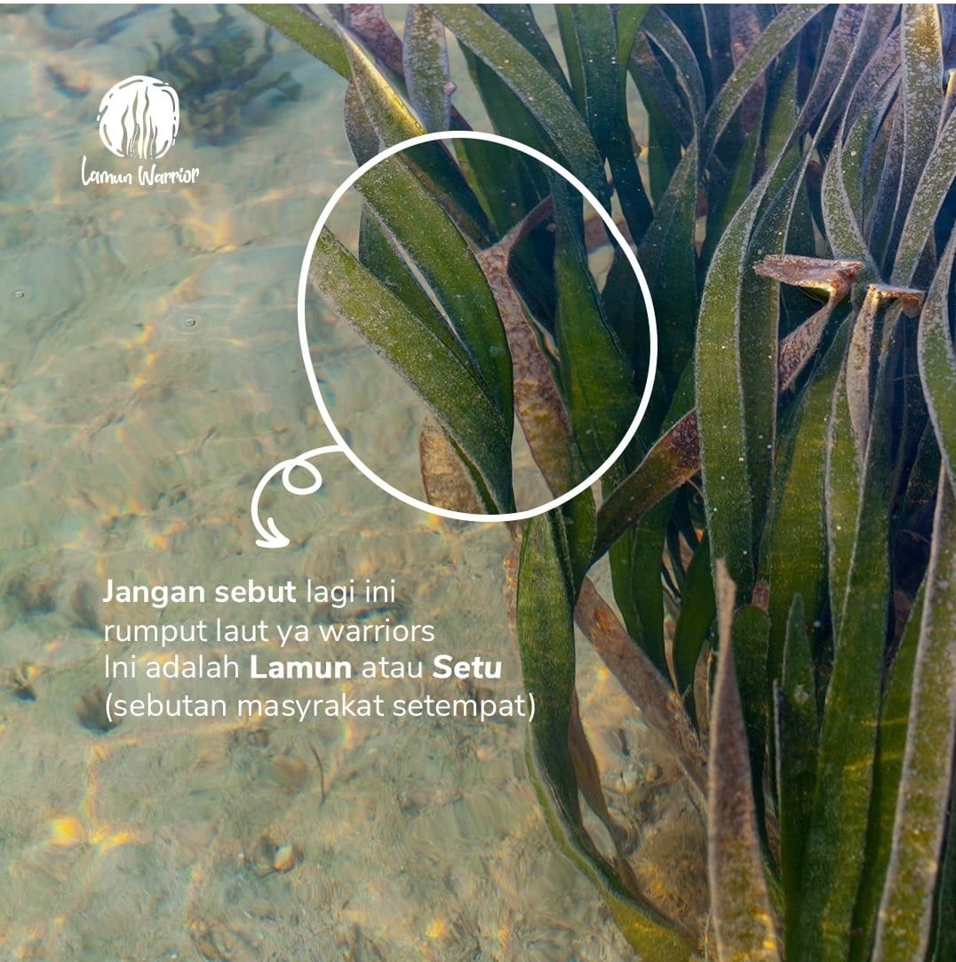lamun