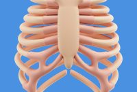 Tulang Rusuk Tulang Rusuk Sakit Nyeri Sendi