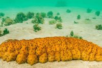 teripang teripang emas