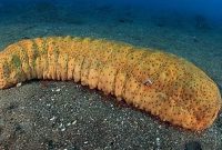 teripang teripang emas