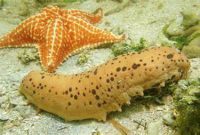 Teripang teripang emas