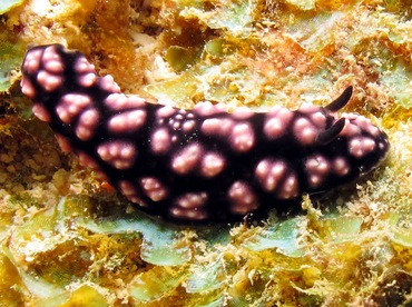 teripang laut