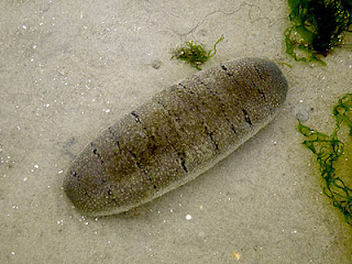 teripang laut teripang pasir