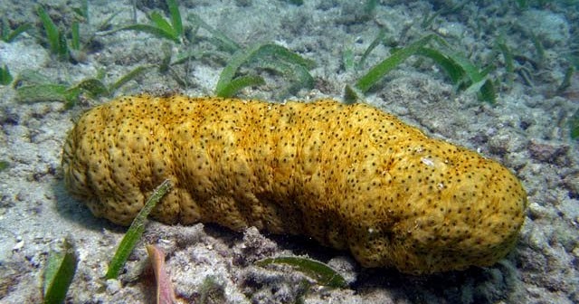 teripang laut teripang pasir