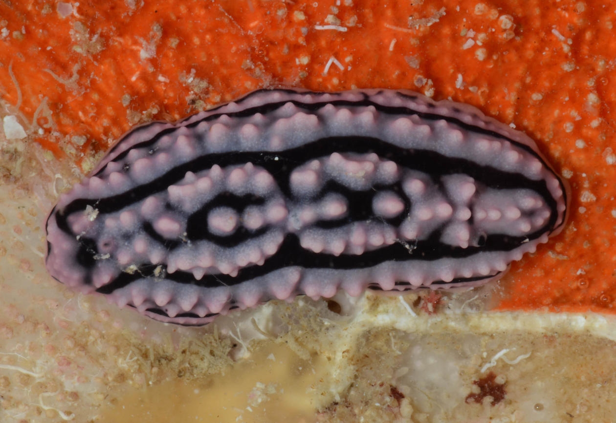teripang laut